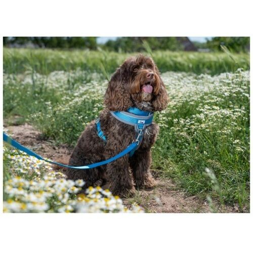 Ancol Padded Handle Snap Dog Leads