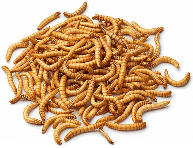 Dried Mealworms - 12.5kg