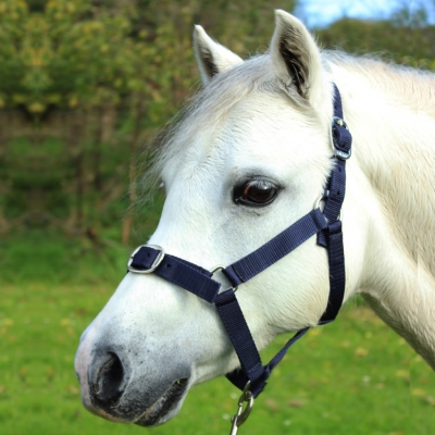 gallop head collar and lead rope set - cob, pony, full
