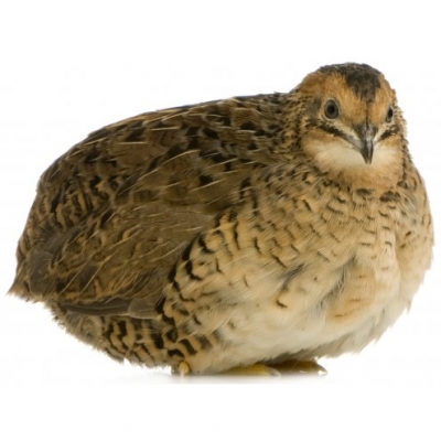 quail birds (frozen) - 500g (2 x 250g)